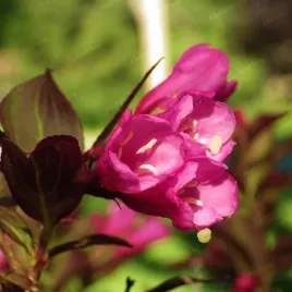 krzewuszka-cudowna-minor-black-weigela-karlowata-miniaturka-poj-2-0l