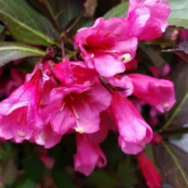 krzewuszka-cudowna-alexandra-weigela-florida-doniczka-2-0l