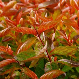 krzewuszka-cudowna-wings-of-fire-weigela-florida-doniczka-2-0l