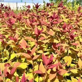 tawula-japonska-macrophylla-spiraea-japonica-doniczka-2-0l