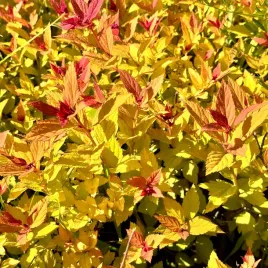 tawula-japonska-magic-carpet-spiraea-japonica-doniczka-2-0l