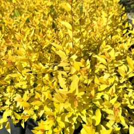 tawula-japonska-golden-princess-spiraea-japonica-doniczka-2-0l