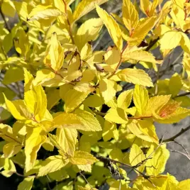 tawula-japonska-goldmound-spiraea-japonica-doniczka-2-0l