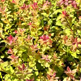 tawula-japonska-sparkling-champagne-spiraea-japonica-doniczka-2-0l