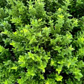 trzmielina-japonska-francien-na-obwodki-euonymus-japonicus