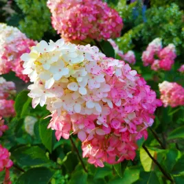 hortensja-bukietowa-sundae-fraise-hydrangea-paniculata-doniczka-2-0l