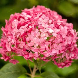 hortensja-krzewiasta-candybelle-bubblegum-hydrangea-arborescens-2-0l