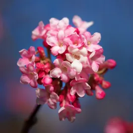 kalina-bodnantska-dawn-viburnum-bodnantense-doniczka-2-0l