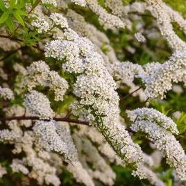 tawula-nipponska-snowmound-snieznobiala-spiraea-nipponica-doniczka-2-0l