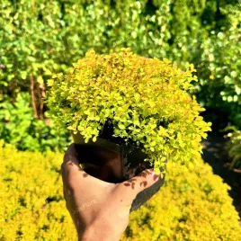 tawula-japonska-sundrop-miniaturka-spiraea-japonica-poj-2-0l