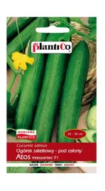 ogorek-pod-oslony-atos-mieszaniec-f1-1-g-plantico