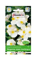 begonia-stale-kwitnaca-biala-zielonolistna-barbara-01-g-plantico