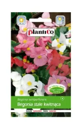 begonia-stale-kwitnaca-zielonolistna-mix-01-g-plantico