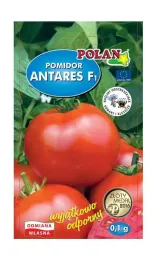 pomidor-antares-f1-01-g-polan