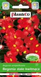 begonia-stale-kwitnaca-czerwonolistna-czerwona-indianerin-01-g-plantico