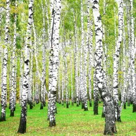 brzoza-brodawkowata-betula-w-doniczkach-p11-wysokosc-60-80-cm