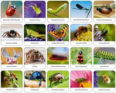 memory-owady-pajaki-polski-waga-z-opakowaniem-0-15-kg