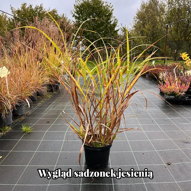 miskant-chinski-zebrinus