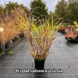 miskant-chinski-zebrinus