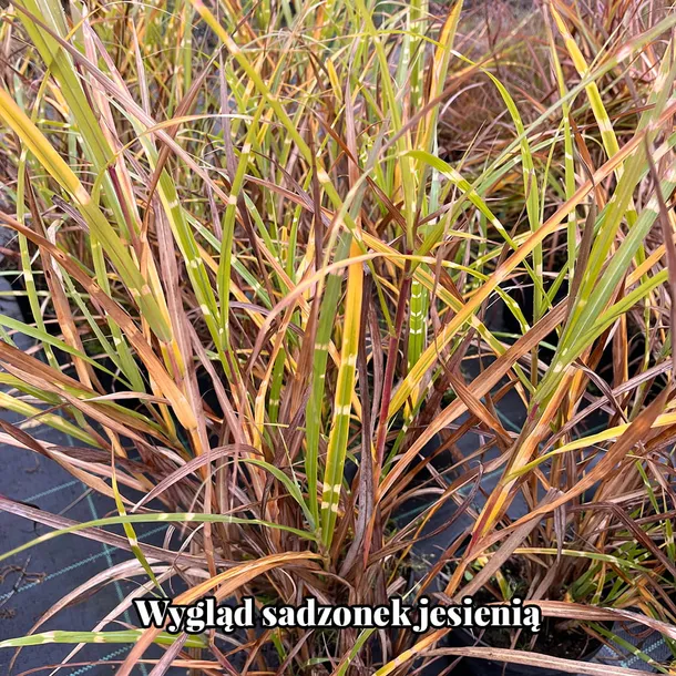 miskant-chinski-zebrinus