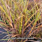 miskant-chinski-zebrinus