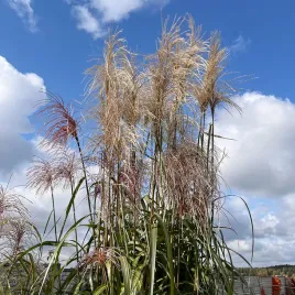 miskant-olbrzymi-meidl