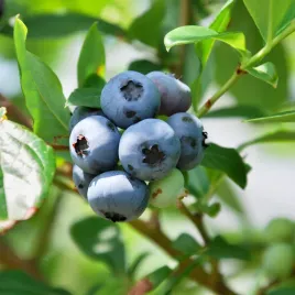 borowka-amerykanska-bluecorp