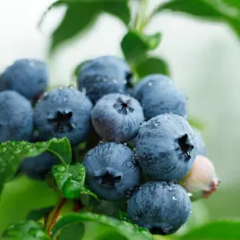 borowka-amerykanska-duke