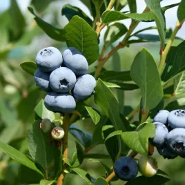 borowka-amerykanska-patriot