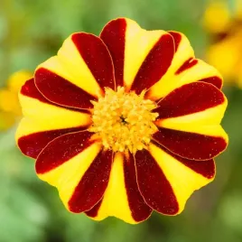 aksamitka-rozpierzchla-mr-majestic-juz-wysiane-nasiona