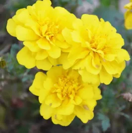 aksamitka-rozpierzchla-zolta-juz-wysiane-nasiona