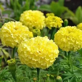 aksamitka-wzniesiona-zolta-juz-wysiane-nasiona