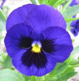 bratek-wielkokwiatowy-blue-with-blotch-juz-wysiane-nasiona