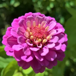 cynia-wytworna-violet-queen-fioletowa-juz-wysiane-nasiona