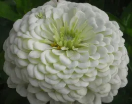 cynia-wytworna-polar-white-biala-juz-wysiane-nasiona