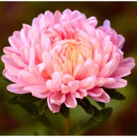 aster-peoniowy-lososiowy-juz-wysiane-nasiona