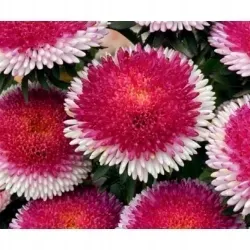 aster-chinski-dwubarwny-hinomaru-juz-wysiane-nasiona