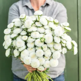 aster-chinski-peoniowy-bialy-juz-wysiane-nasiona