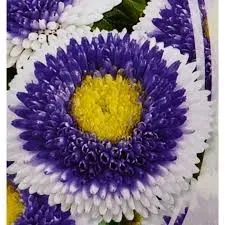 aster-chinski-dwubarwny-blue-moon-juz-wysiane-nasiona