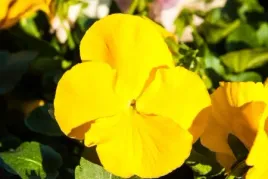 bratek-gold-wielkokwiatowy-zolty-juz-wysiane-nasiona