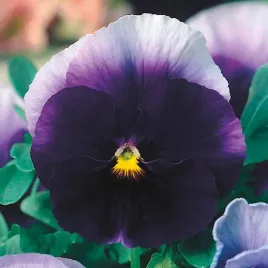 bratek-wielkokwiatowy-lord-beaconsfield-juz-wysiane-nasiona