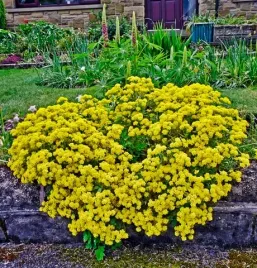 smagliczka-skalna-zolta-juz-wysiane-nasiona-gratis