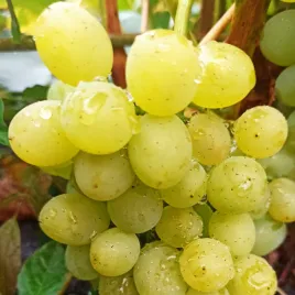 winorosl-sputnik-siewiernokaukaski-vitis-w-doniczkach-p9-20-30-cm