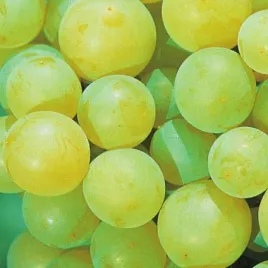 winorosl-iza-zaliwska-vitis-w-doniczkach-p9-wysokosc-60-80-cm