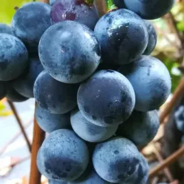 winorosl-alwood-vitis-w-doniczkach-p9-wysokosc-20-30-cm