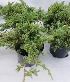 jalowiec-plozacy-zimozielony-krzew-w-doniczce