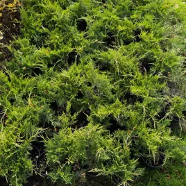 jalowiec-old-gold-zimozielony-plozacy-sadzonka-do-ogrodu-w-doniczce