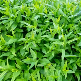 ligustr-pospolity-na-zywoploty-ligustrum-w-doniczkach-p9-20-30-cm