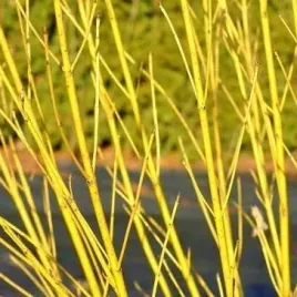 deren-rozlogowy-flaviramea-cornus-w-doniczkach-p9-20-30-cm