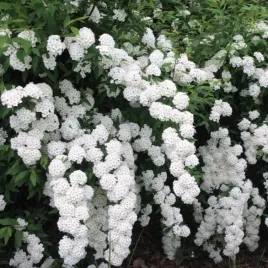 tawula-van-houtte-a-spiraea-w-doniczkach-c2-wysokosc-50-70-cm